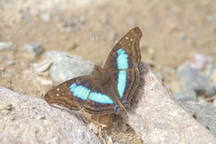 Doxocopa laurentia cherubina