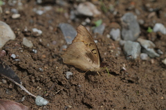 Doxocopa laurentia cherubina