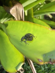 Eleutherodactylus johnstonei