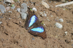 Doxocopa laurentia cherubina