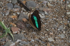 Doxocopa laurentia cherubina