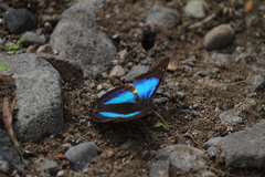Doxocopa laurentia cherubina