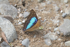 Doxocopa laurentia cherubina
