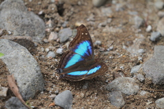 Doxocopa laurentia cherubina