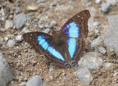 Doxocopa laurentia cherubina