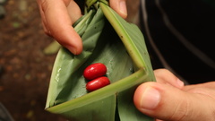 Synsepalum dulcificum