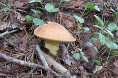 Suillus variegatus