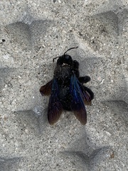 Xylocopa violacea