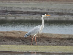 Ardea cinerea