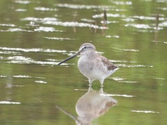 Limnodromus scolopaceus