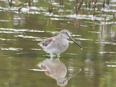 Limnodromus scolopaceus