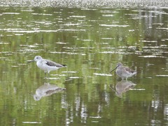 Limnodromus scolopaceus