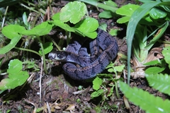 Asthenodipsas laevis