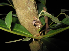 Dendropsophus leucophyllatus