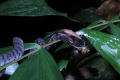 Asthenodipsas laevis