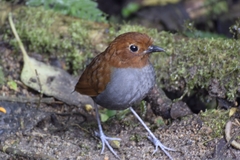 Grallaria rufocinerea