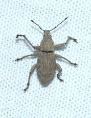 Geonemus flabellipes