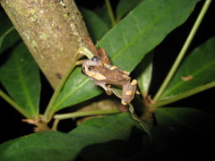 Dendropsophus leucophyllatus