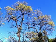 Handroanthus lapacho