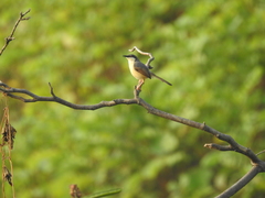 Prinia socialis