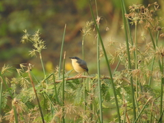 Prinia socialis