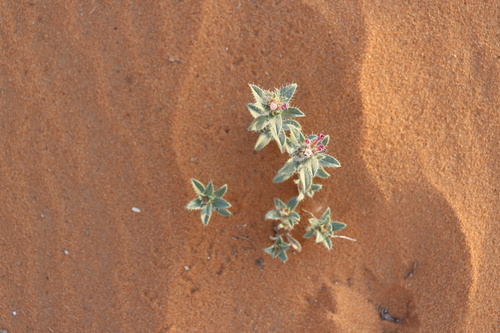 Callous-leaved Gromwell