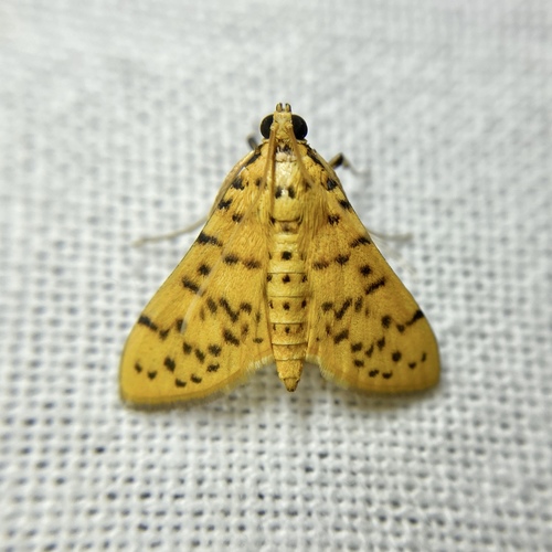 Conogethes punctiferalis Guenée, 1854