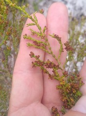 Erica subcapitata