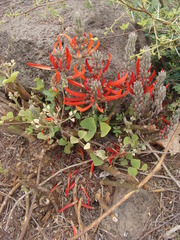 Erythrina folkersii
