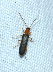 Nacerdes gracilis gracilis