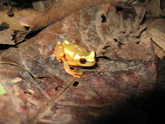 Dendropsophus leucophyllatus