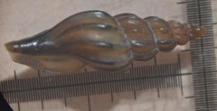 Mangelia attenuata