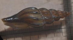 Mangelia attenuata