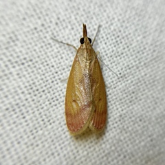 Syntonarcha vulnerata