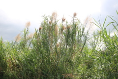 Phragmites vallatoria
