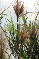 Phragmites vallatoria