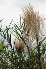 Phragmites vallatoria