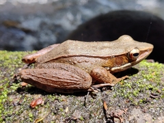 Indosylvirana magna