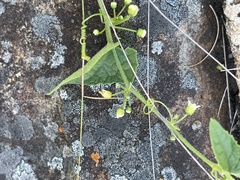 Zehneria scabra