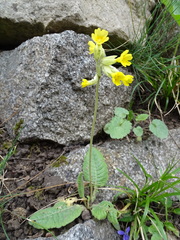 Primula veris