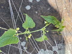 Zehneria scabra