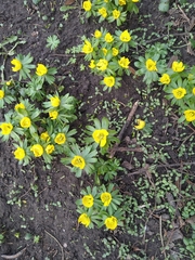 Eranthis hyemalis