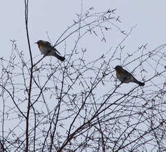 Turdus pilaris