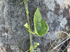 Zehneria scabra