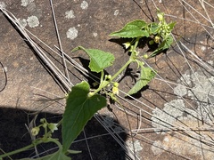 Zehneria scabra