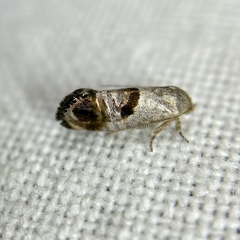 Eupselia beatella
