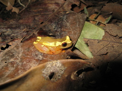 Dendropsophus leucophyllatus