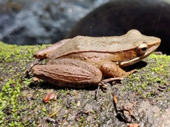 Indosylvirana magna