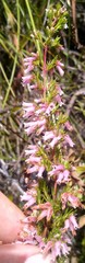 Erica cyrilliflora