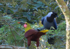 Psarocolius bifasciatus